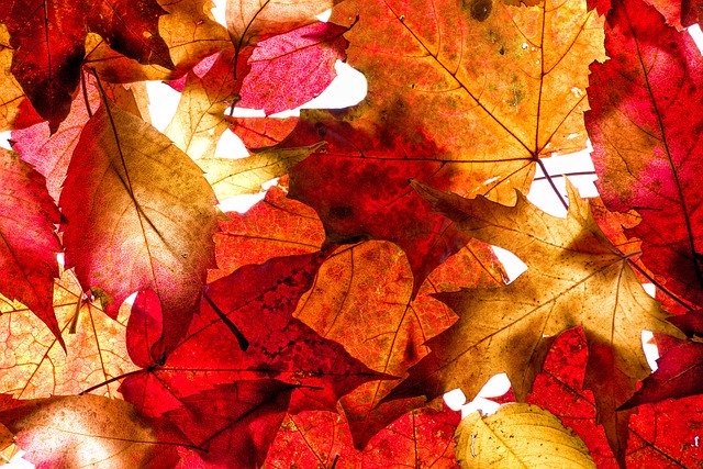 Free picture Autumn Background Leaves -  to be edited by GIMP free image editor by OffiDocs