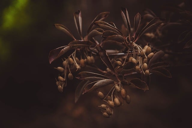 Free download autumn beech nature leaves trees free picture to be edited with GIMP free online image editor