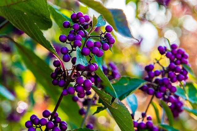 Unduh gratis Autumn Berries Purple - foto atau gambar gratis untuk diedit dengan editor gambar online GIMP