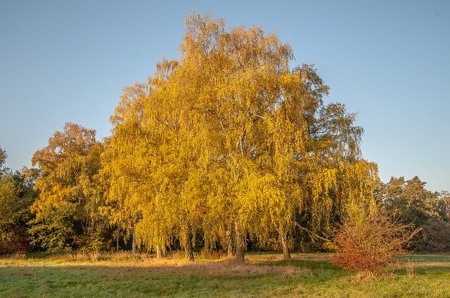 Descărcare gratuită Autumn Birch Deciduous Tree - fotografie sau imagini gratuite pentru a fi editate cu editorul de imagini online GIMP
