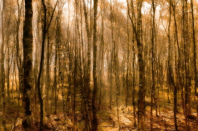 Unduh gratis Autumn Birch Forest - foto atau gambar gratis untuk diedit dengan editor gambar online GIMP