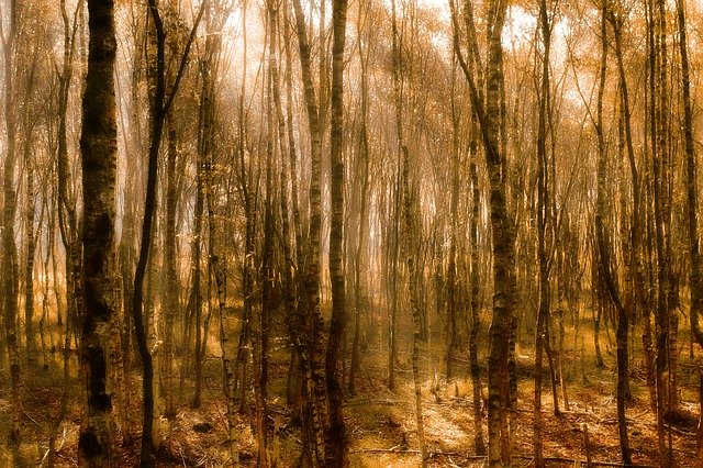 Free download Autumn Birch Forest -  free photo or picture to be edited with GIMP online image editor