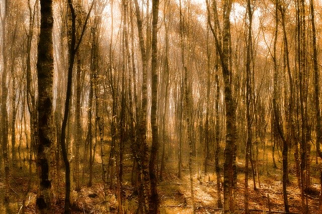 تنزيل مجاني لـ Autumn Birch Forest - صورة مجانية أو صورة لتحريرها باستخدام محرر الصور عبر الإنترنت GIMP