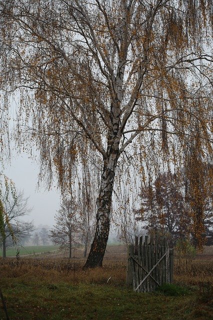 Free download Autumn Birch Landscape -  free photo or picture to be edited with GIMP online image editor