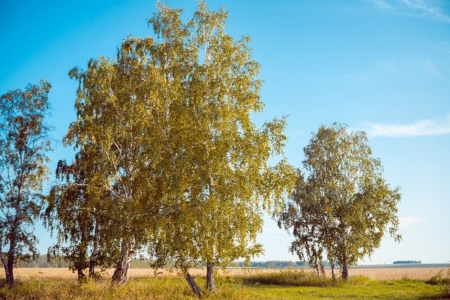 Free download Autumn Birch Nature -  free photo or picture to be edited with GIMP online image editor