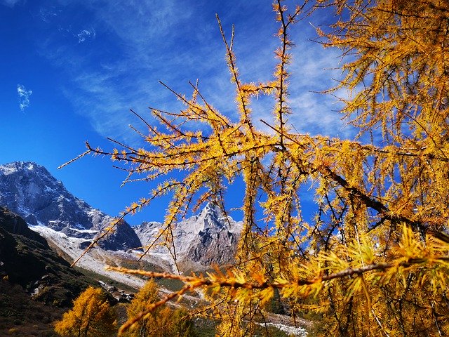 Descărcare gratuită Autumn Blue Sky Tree - fotografie sau imagini gratuite pentru a fi editate cu editorul de imagini online GIMP