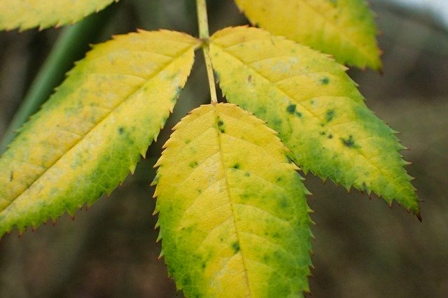 Muat turun percuma Autumn Branch Closeup - foto atau gambar percuma untuk diedit dengan editor imej dalam talian GIMP