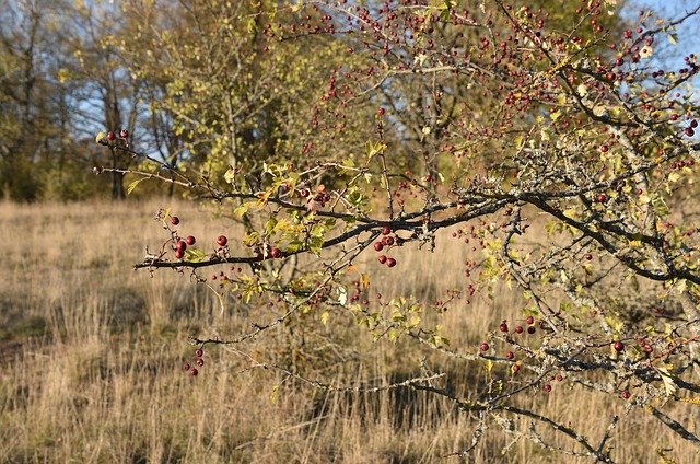 Download gratuito Autumn Bush Berries: foto o immagine gratuita da modificare con l'editor di immagini online GIMP