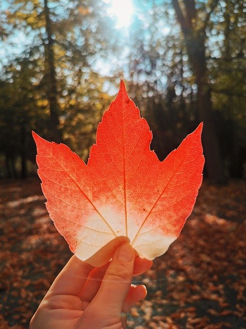 Descarga gratuita Autumn Case Earthhour - foto o imagen gratuita para editar con el editor de imágenes en línea GIMP