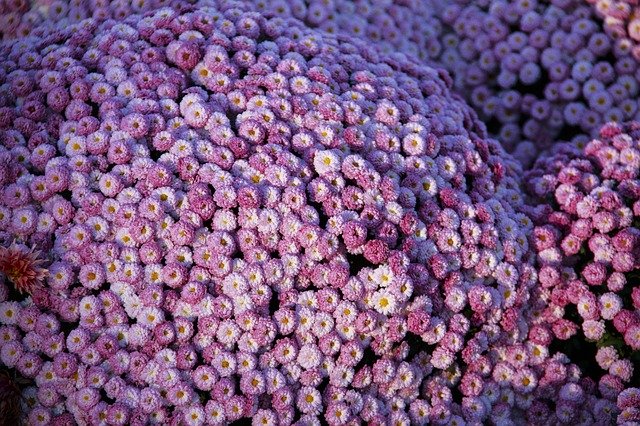 Free download Autumn Chrysanthemum Flowers -  free photo or picture to be edited with GIMP online image editor