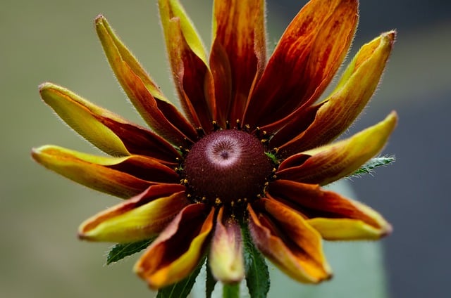 Free download autumn close up closeup fauna free picture to be edited with GIMP free online image editor
