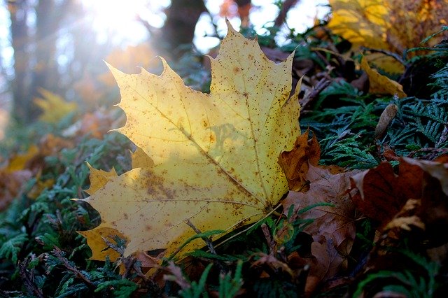 Descărcare gratuită Autumn Close Up Nature - fotografie sau imagini gratuite pentru a fi editate cu editorul de imagini online GIMP