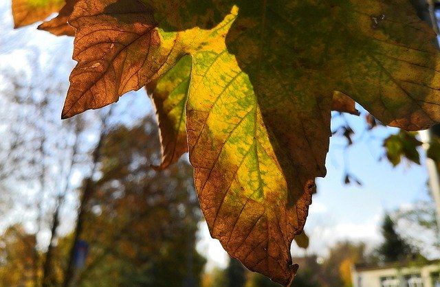 Download gratuito Autumn Colored - foto ou imagem gratuita para ser editada com o editor de imagens online GIMP