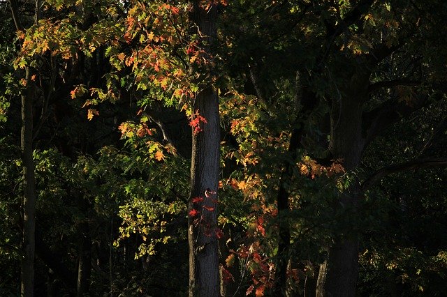 Muat turun percuma Autumn Color Forest - foto atau gambar percuma untuk diedit dengan editor imej dalam talian GIMP