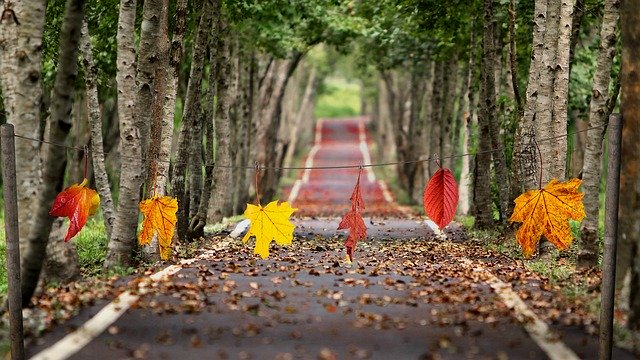 Free download Autumn Colorful Fall Foliage -  free photo or picture to be edited with GIMP online image editor