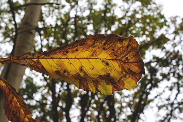 Бесплатно скачать Осенний разноцветный лист - бесплатную фотографию или картинку для редактирования с помощью онлайн-редактора изображений GIMP