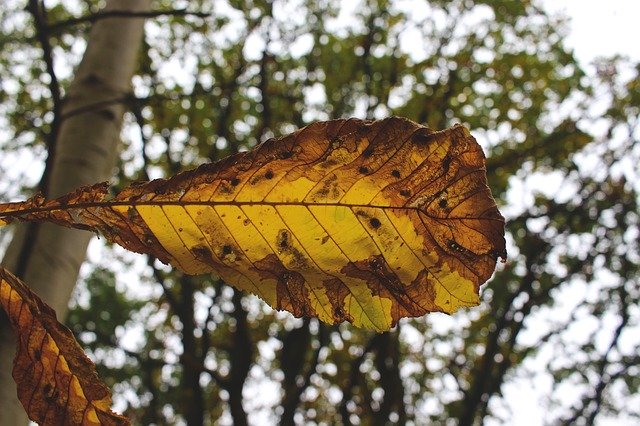 Téléchargement gratuit Feuille colorée d'automne - photo ou image gratuite à modifier avec l'éditeur d'images en ligne GIMP