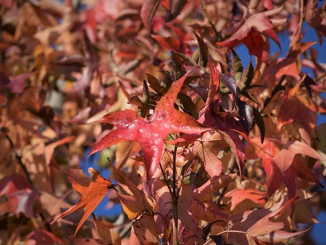 הורדה חינם Autumn Colorful Leaves Tree - תמונה או תמונה בחינם לעריכה עם עורך התמונות המקוון GIMP