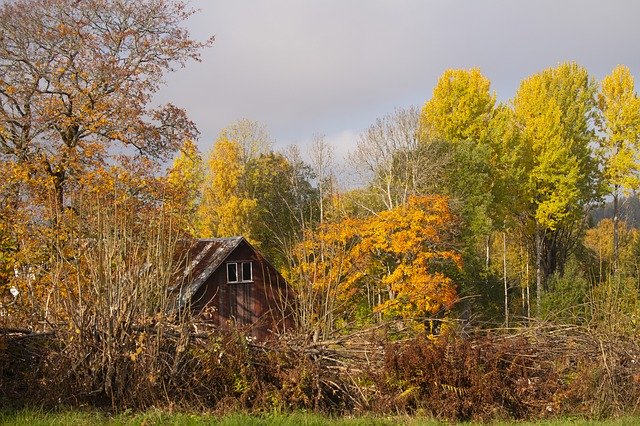 Téléchargement gratuit Automne Couleur Nature - photo ou image gratuite à modifier avec l'éditeur d'images en ligne GIMP