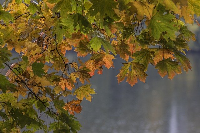 Template Photo Autumn Colors Leaf Nature - para OffiDocs