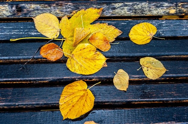 Descarga gratuita Autumn Colors Leaves - foto o imagen gratuita para editar con el editor de imágenes en línea GIMP