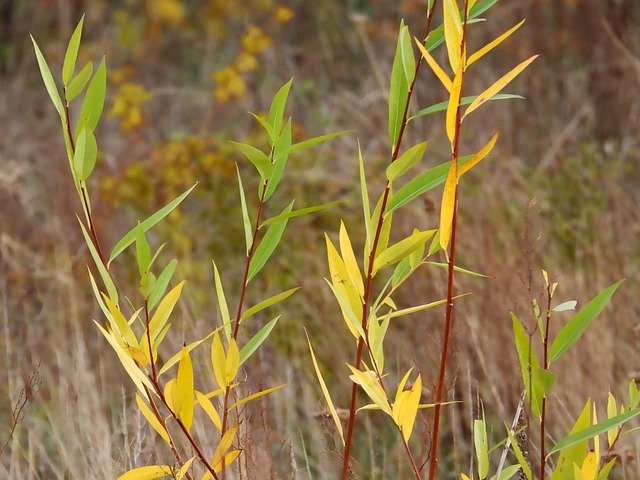 Kostenloser Download Autumn Colors Of Foliage - kostenloses Foto oder Bild zur Bearbeitung mit GIMP Online-Bildbearbeitung