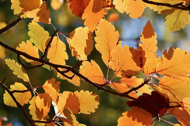 Free download autumn color swedish mountain ash free picture to be edited with GIMP free online image editor