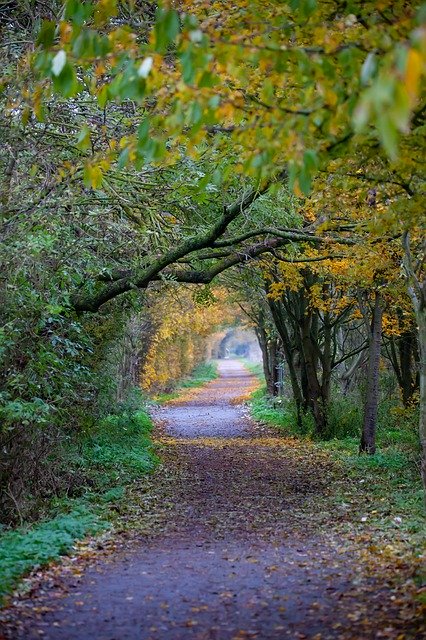 Template Photo Autumn Colours Pathway -  for OffiDocs