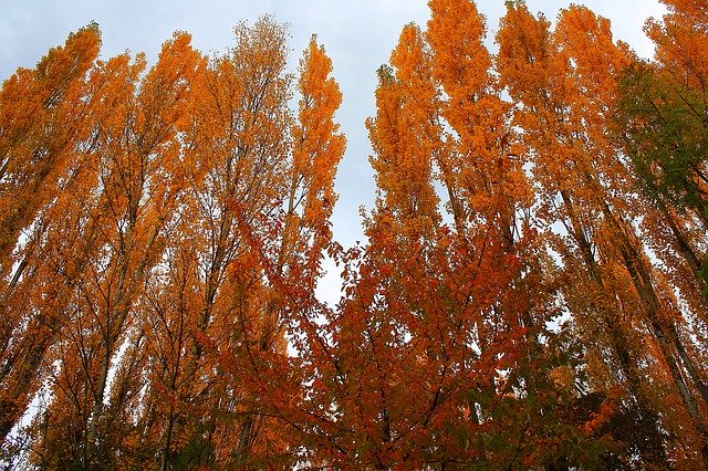 Unduh gratis Autumn Colors Trees - foto atau gambar gratis untuk diedit dengan editor gambar online GIMP