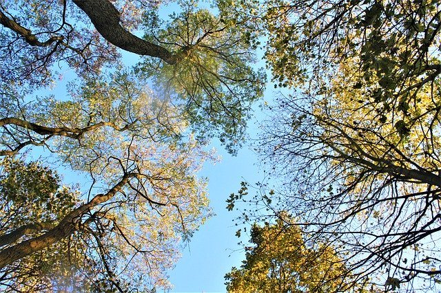 Ücretsiz indir Sonbahar Renkleri Yürüyor - GIMP çevrimiçi resim düzenleyiciyle düzenlenecek ücretsiz fotoğraf şablonu