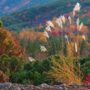 Autumn comes  screen for extension Chrome web store in OffiDocs Chromium