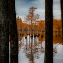 Autumn Cypress Trees Reflected in Calm Lake  screen for extension Chrome web store in OffiDocs Chromium