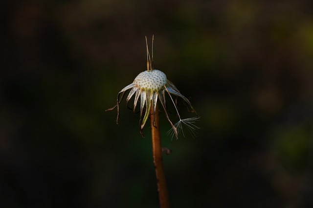 Free download autumn dandelion hall plant old free picture to be edited with GIMP free online image editor