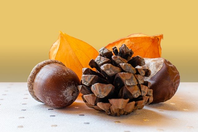 Muat turun percuma Autumn Decoration Acorn Chestnut - foto atau gambar percuma untuk diedit dengan editor imej dalam talian GIMP