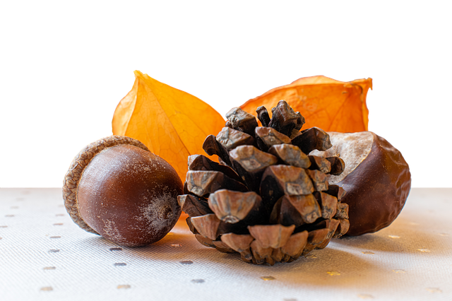 Free download Autumn Decoration Isolated Acorn -  free photo or picture to be edited with GIMP online image editor