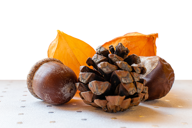 Free download Autumn Decoration Isolated Acorn -  free photo or picture to be edited with GIMP online image editor