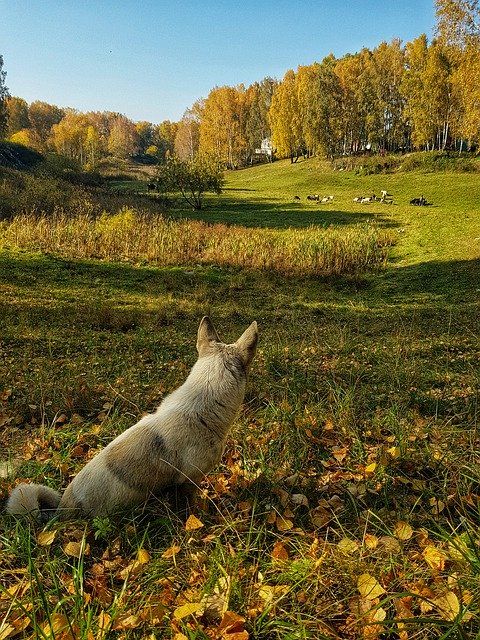Free download Autumn Dog Forest -  free photo or picture to be edited with GIMP online image editor