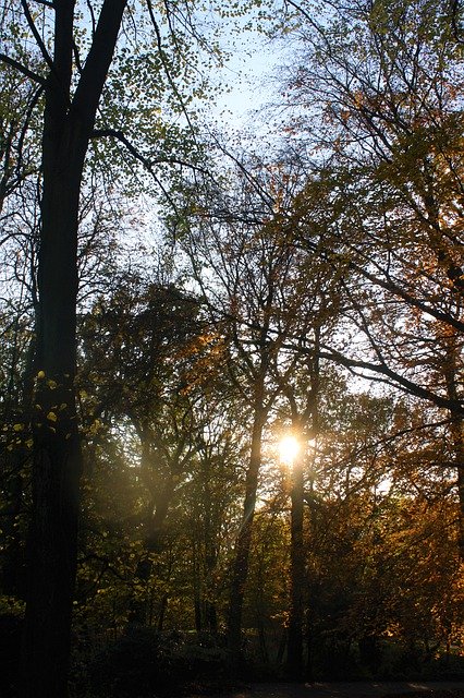 Descărcare gratuită Autumn Evening Walk In The - fotografie sau imagini gratuite pentru a fi editate cu editorul de imagini online GIMP