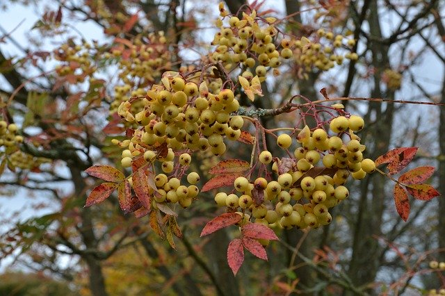 Gratis download Autumn Fall Berries - gratis foto of afbeelding om te bewerken met GIMP online afbeeldingseditor