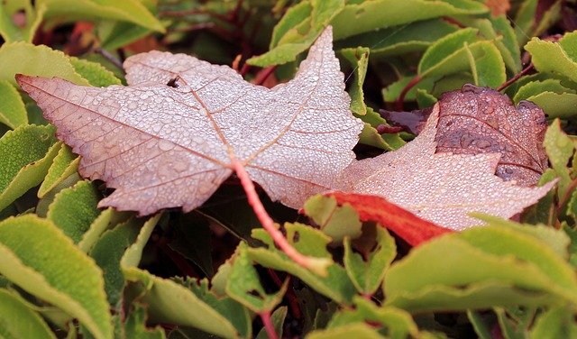 Free download Autumn Fall Color -  free photo or picture to be edited with GIMP online image editor