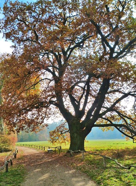 Descărcare gratuită Autumn Fall Color Fog - fotografie sau imagini gratuite pentru a fi editate cu editorul de imagini online GIMP