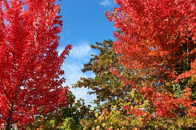 Free download Autumn Fall Color Maple -  free photo or picture to be edited with GIMP online image editor