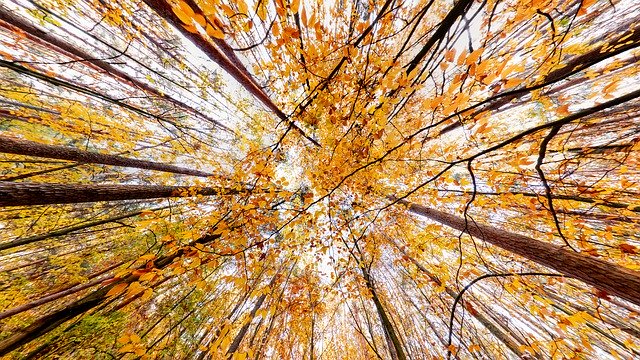 秋季秋季树叶模板照片 - 适用于 OffiDocs