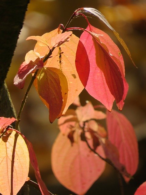 Muat turun percuma Autumn Fall Foliage Bright - foto atau gambar percuma untuk diedit dengan editor imej dalam talian GIMP