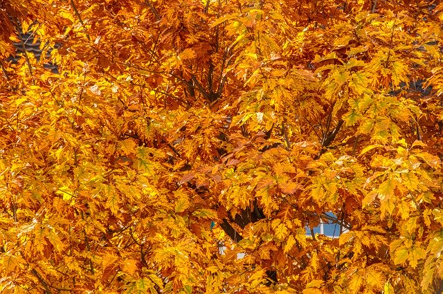 Free download Autumn Fall Foliage Golden October -  free photo or picture to be edited with GIMP online image editor