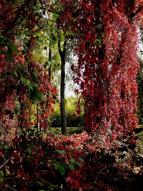 Szablon zdjęcia jesiennych liści liści — dla OffiDocs