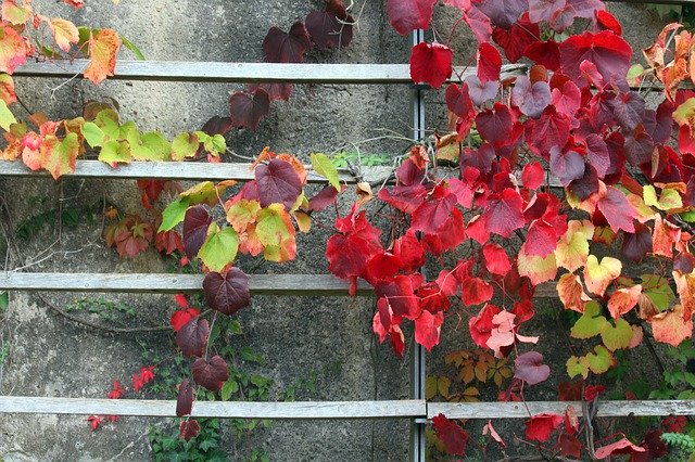Bezpłatne pobieranie Autumn Fall Foliage Ornamental - bezpłatne zdjęcie lub obraz do edycji za pomocą internetowego edytora obrazów GIMP