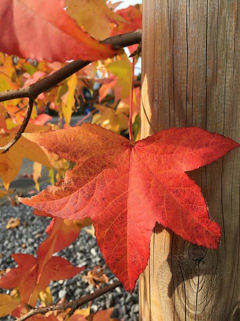 Descarga gratuita Autumn Fall Foliage Red - foto o imagen gratis y gratuita para editar con el editor de imágenes en línea GIMP
