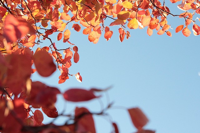 Free graphic autumn fall leaves blue sky to be edited by GIMP free image editor by OffiDocs