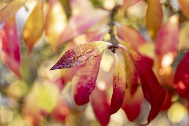 Téléchargement gratuit d'une photo gratuite de feuilles d'automne de buisson ardent à modifier avec l'éditeur d'images en ligne gratuit GIMP